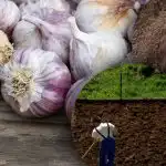 Ziemas ķiplokiem tas nepatīk: kāds dārznieks ir atklājis ideālas dārza