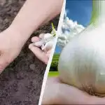 Caurumā ar ķiploku pievienoju karoti mēslojuma: galviņas izaug dūres lielumā