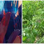 Dārznieki savās dārza dobēs atstāj plastmasas dakšiņas: kāda ir šī