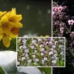 Dārznieki to nožēlo: nosauktas puķes, kuras dārzā vislabāk nestādīt