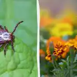 Ja iestādīsit šos ziedus, ērces izkļūs no jūsu dārza. Ja iestādīsit šos ziedus, ērces izkļūs no jūsu dārza.