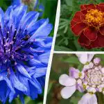 Jums pat nav jālaista: skaistākie dārza ziedi, kuriem nav nepieciešama