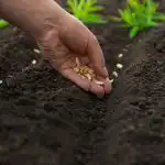 Ko stādīt aprīlī: 5 izturīgākie dārzeņi mainīgajam klimatam