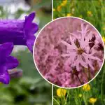 Ko stādīt ēnā: seši savvaļas ziedi, kas aug bez aprūpes