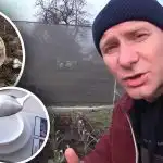 Lielākā daļa cilvēku to dara “ar aci”: bez tā ķiploku barošana nedos rezultātus. Lielākā daļa cilvēku to dara “ar aci”: bez tā ķiploku