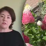 Nesteidzieties ar mēslojumu: kad barot hortenzijas, lai nezaudētu ziedēšanu