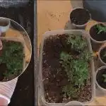 Raža palielināsies 10 reizes: kā stādīt tomātu, gurķu un paprikas stādus Raža palielināsies 10 reizes: kā stādīt tomātu, gurķu un paprikas