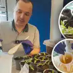 Spēcīgas piparu saknes dažu dienu laikā: efektīvs stimulants pēc transplantācijas Spēcīgas piparu saknes dažu dienu laikā: efektīvs stimulants pēc transplantācijas