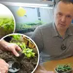 Stādi nokalst pēc novākšanas: trīs galvenie nosacījumi veiksmīgai transplantācijai Stādi nokalst pēc novākšanas: trīs galvenie nosacījumi veiksmīgai transplantācijai