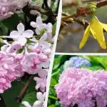 Tie var neziedēt: dārznieki nosauca 12 augus, kurus pavasarī nevar apgriezt Tie var neziedēt: dārznieki nosauca 12 augus, kurus pavasarī nevar