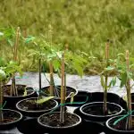 Tomātu stādi būs spēcīgi bez veikalā nopērkamām ķimikālijām: ko laistīšanas