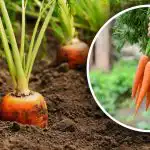 Vairs nav “ragaino” sakņu dārzeņu: ko pievienot bedrē, sējot burkānus Vairs nav “ragaino” sakņu dārzeņu: ko pievienot bedrē, sējot burkānus